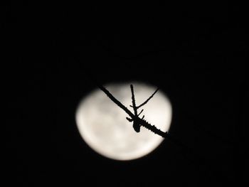 Close-up view of moon at night