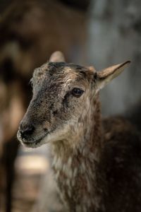 Close-up of deer