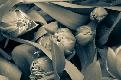 Full frame shot of ice cream for sale in market