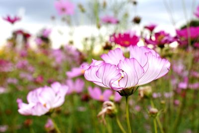 Close-up of pink flowering plant on field