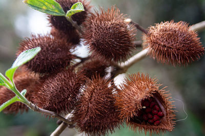 Close-up of blackberries growing on plant
