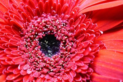 Close-up of red flower blooming outdoors