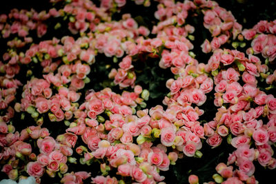 Full frame shot of pink flowering plants