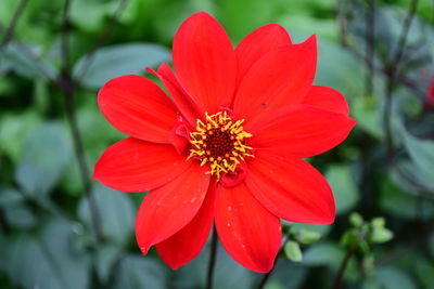 Close-up of red cosmos blooming outdoors
