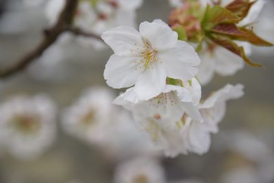 Close-up of white flowers blooming in park