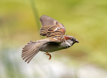 Close-up of bird flying against blurred background
