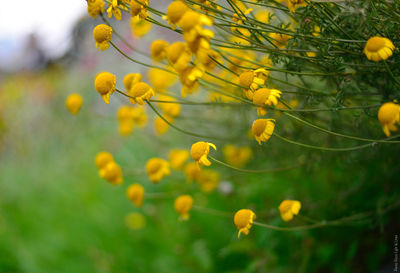 Close-up of yellow flowers blooming outdoors