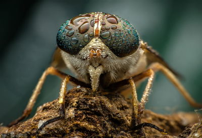 Close-up of fly