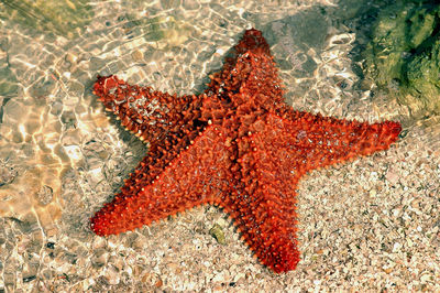 High angle view of starfish on sand