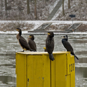 Close-up of birds perching on water