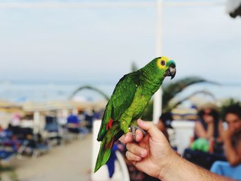 Close-up of hand with parrot