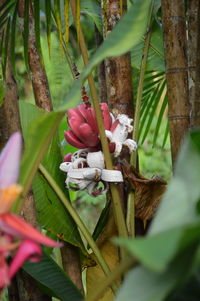 Close-up of plants growing outdoors