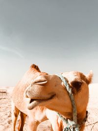 Close-up of camel on desert