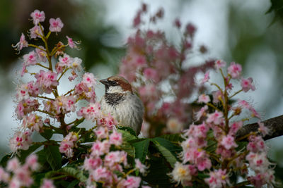 Bird perching on cherry blossom