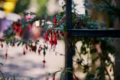 Close-up of red flowering plants hanging from tree