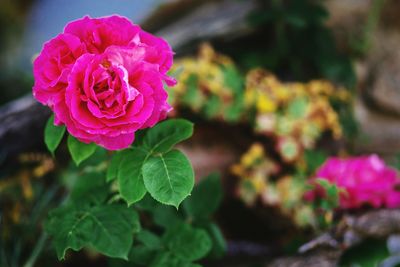 Close-up of pink rose