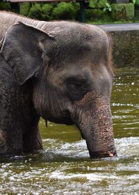 Close-up of elephant in water