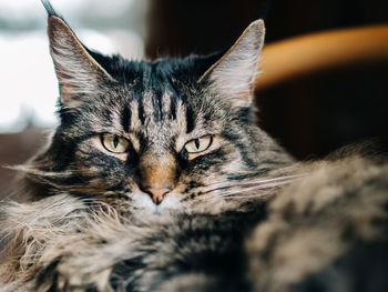 Close-up portrait of tabby cat