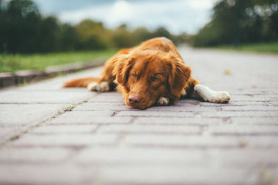 Portrait of dog relaxing on footpath