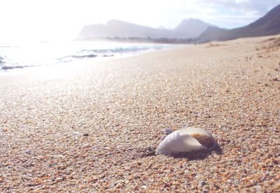 Close-up of sea shore at beach against sky