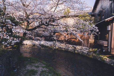 View of cherry blossom by canal and buildings