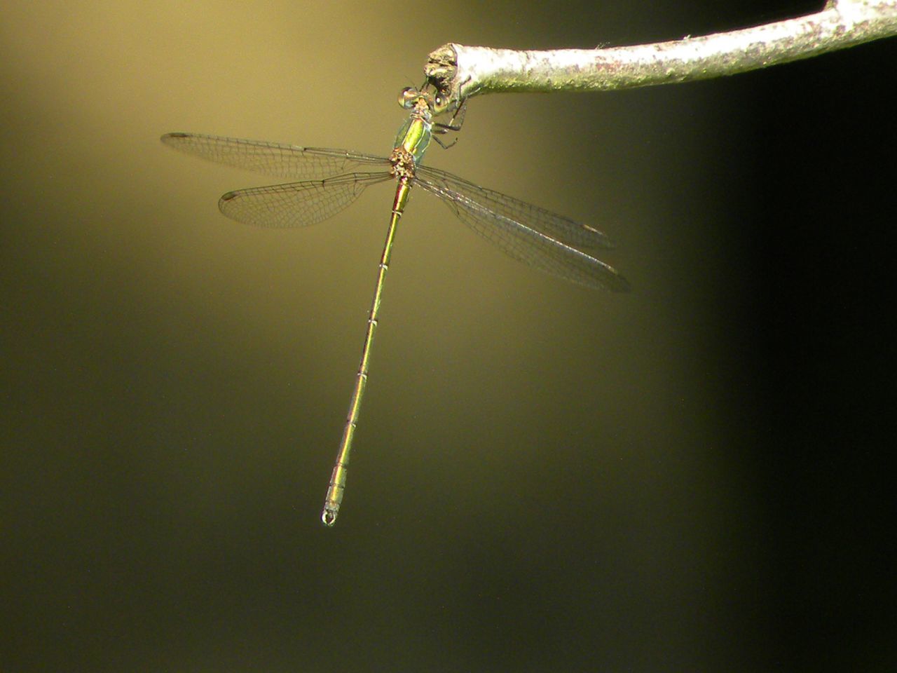 CLOSE-UP OF DRAGONFLY FLYING IN A GREEN LEAF
