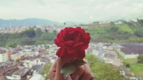 Close-up of hand holding red rose