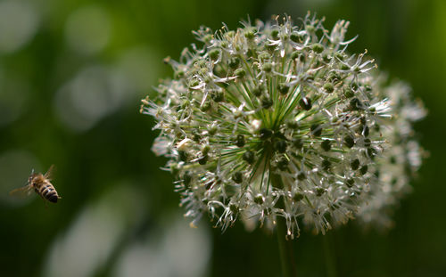 Close-up of insect on flower