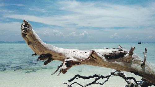 Driftwood on beach against sky