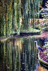 Reflection of trees in water