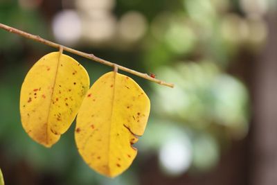 Close-up of yellow leaf on tree