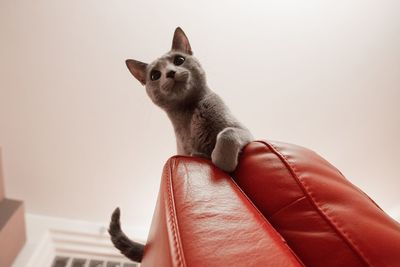 Portrait of cat sitting on hand