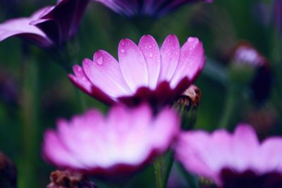 Close-up of pink flower