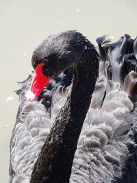 Close-up of swan in lake