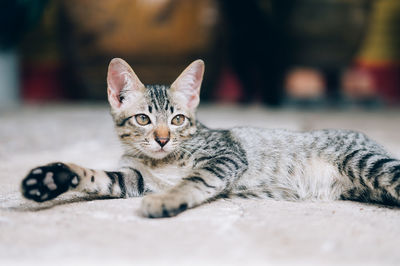 Close-up portrait of tabby cat