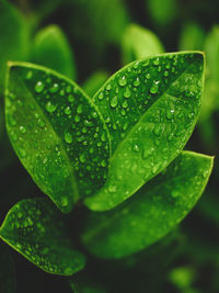 Close-up of raindrops on leaves