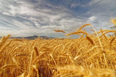 Wheat field against sky