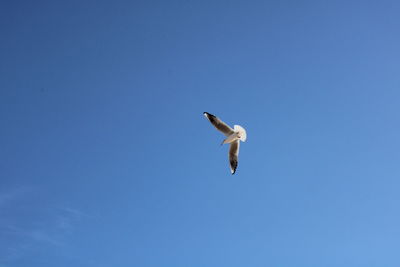 Low angle view of seagull flying