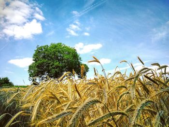 High angle view of stalks in field against sky