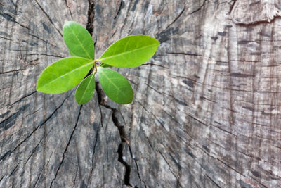 High angle view of leaves on tree trunk