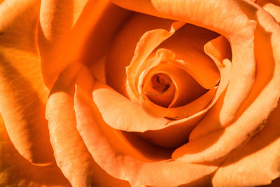 Close-up of rose