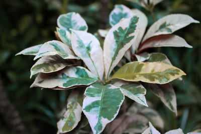 Close-up of fresh green leaves