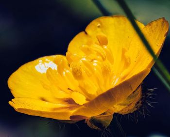 Close-up of raindrops on yellow flower