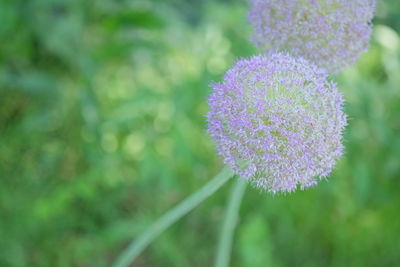 Close-up of pink flowers