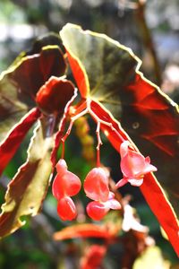 Close-up of red flowers blooming on tree