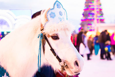 Close-up of illuminated horse