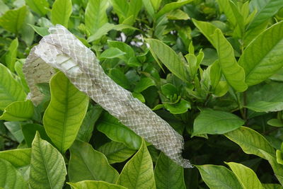 Close-up of plant