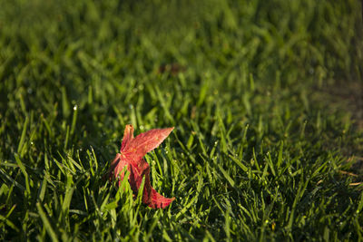 Close-up of red maple leaf on field