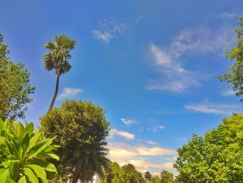 Low angle view of trees against sky