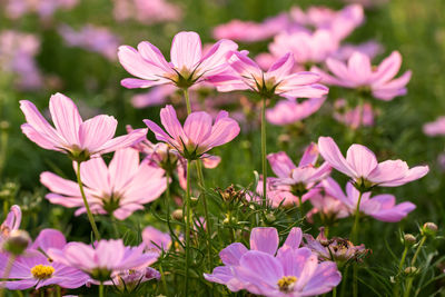 Close-up of pink flowering plants
